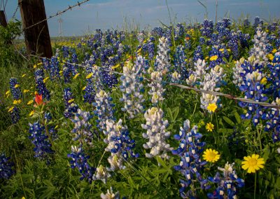 2025 Texas Wildflowers Forecast: Year of the Late Bloomers