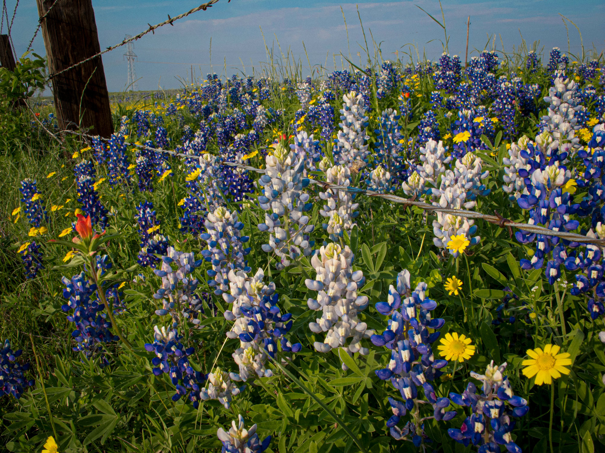A closeup shot of a field of bluebonnets with a barbed wire fence in the background