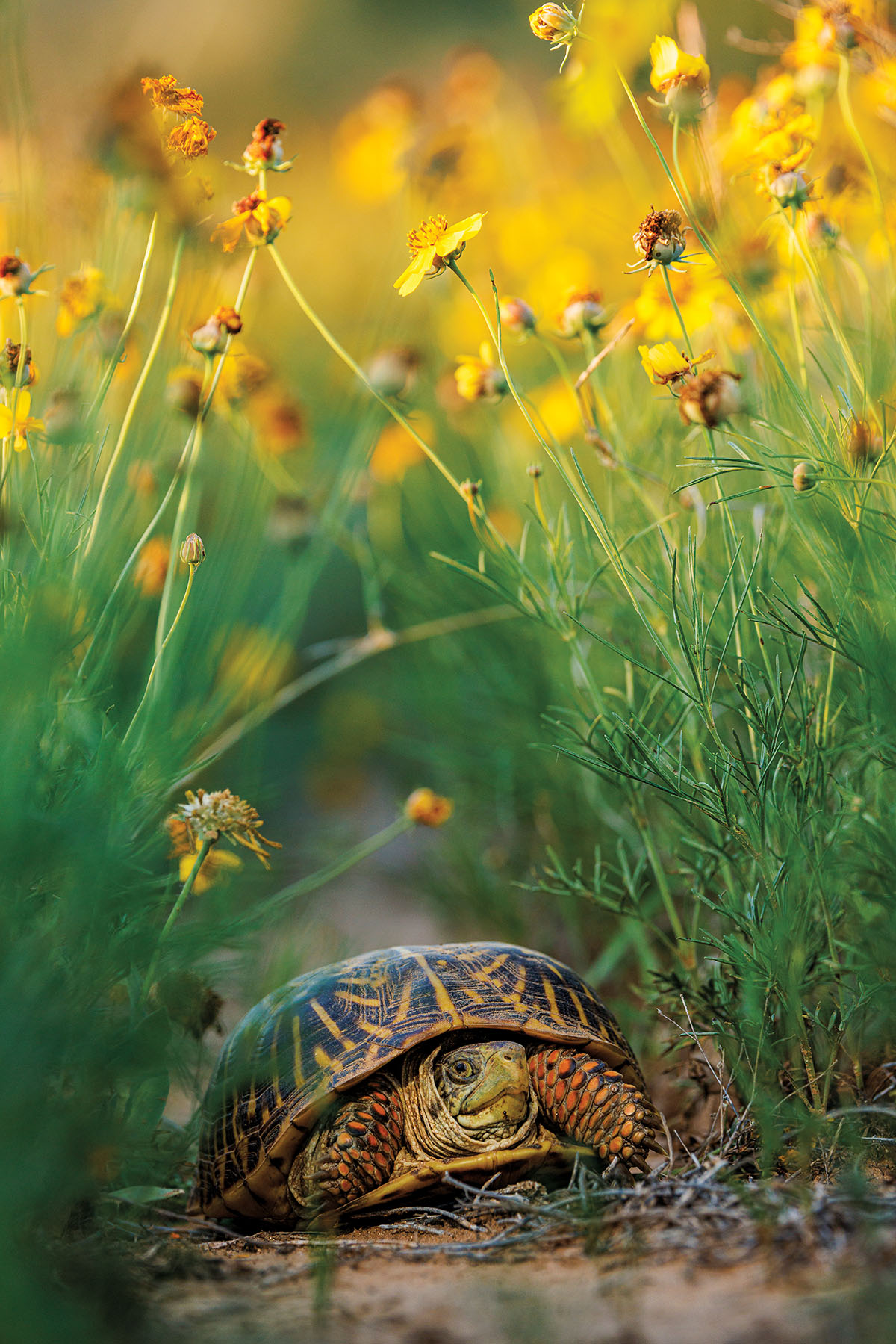 A large turtle moves through grass and yellow flowers
