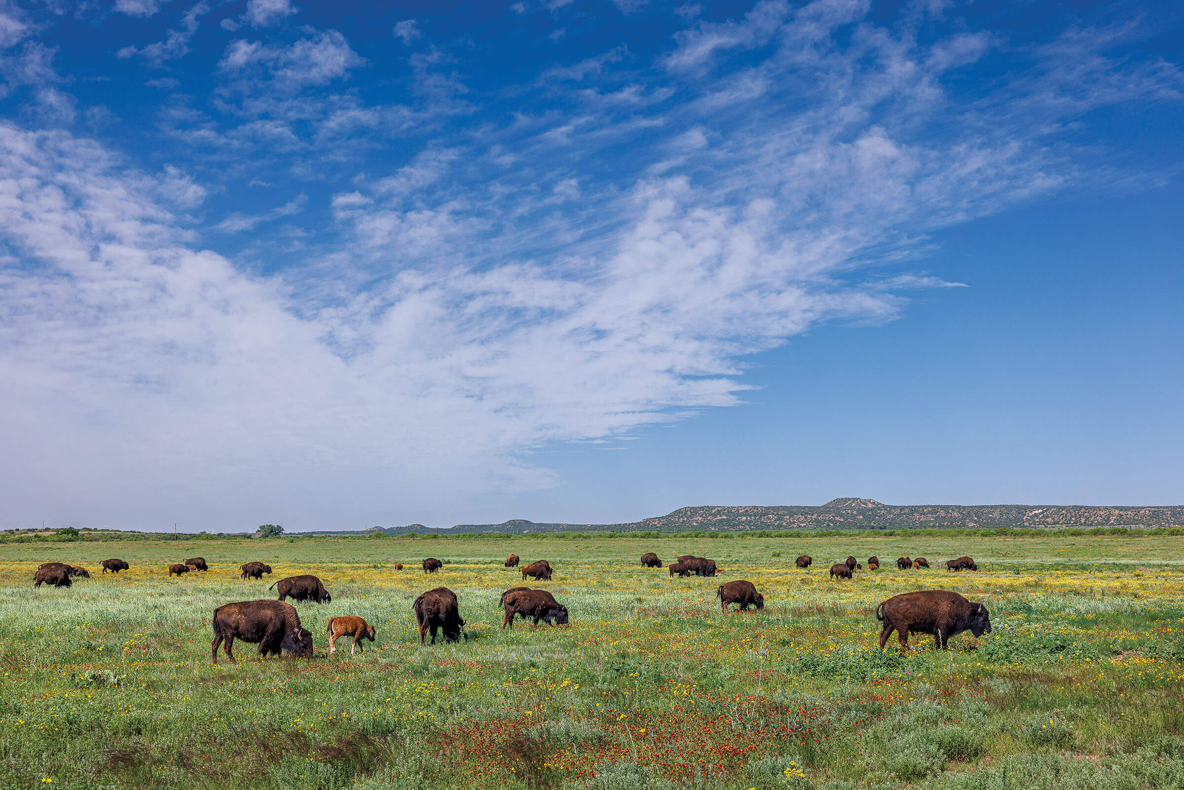 It’s Texas Wildflower Season All Year Long