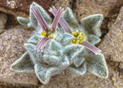 Introducing the Wooly Devil, Texas’ Newest Wildflower