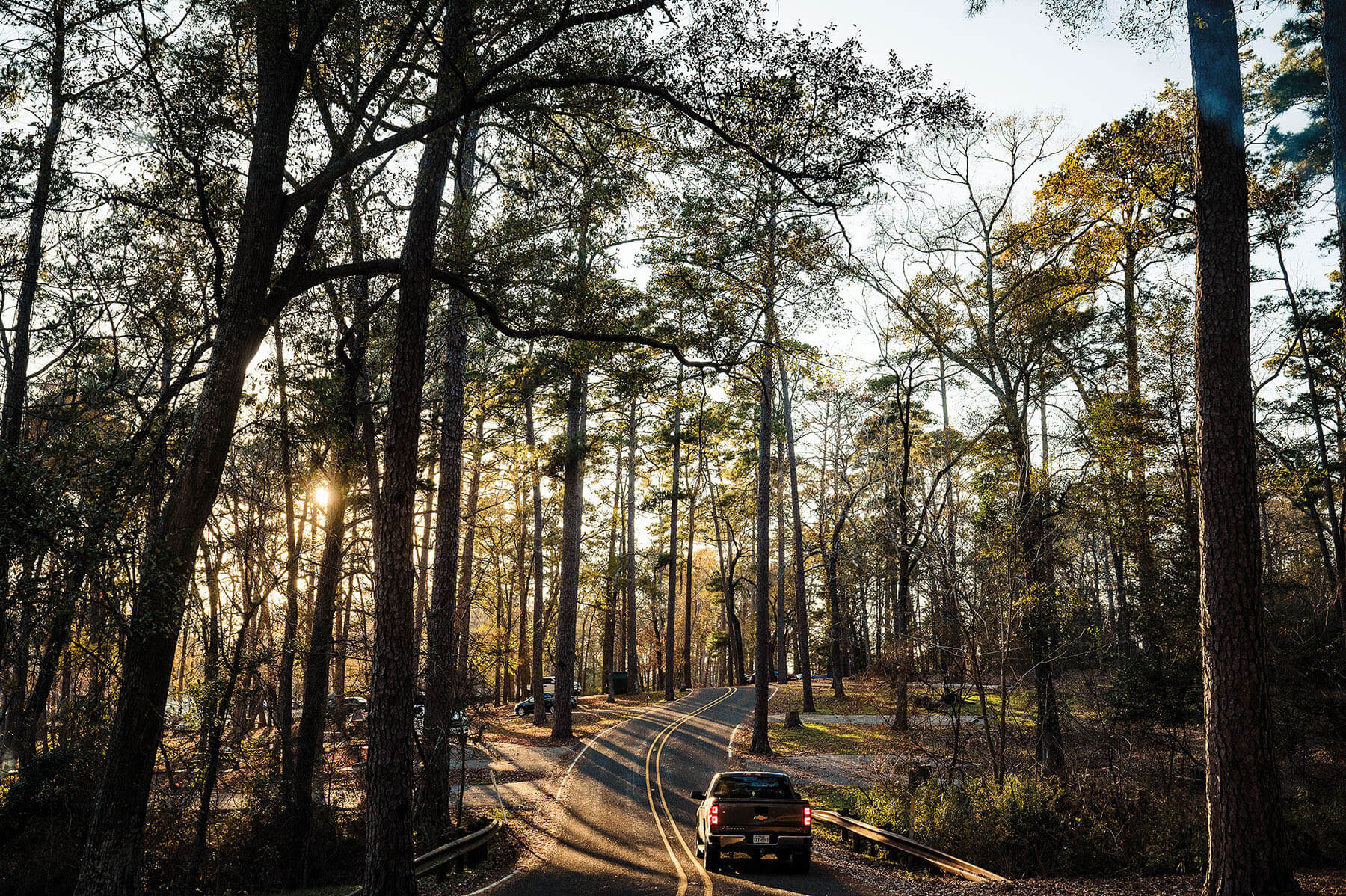 A car drives down a road in between towering trees