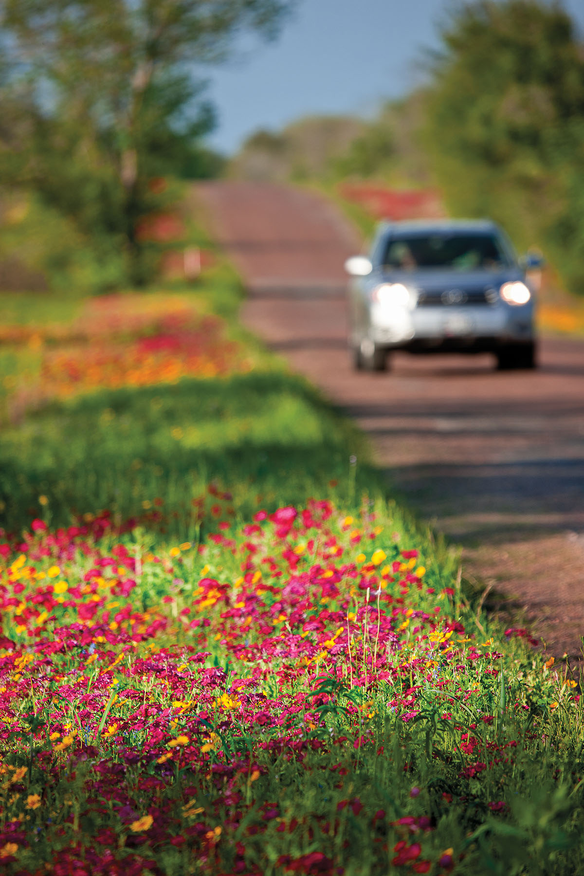 A car drives next to abundant red and yellow roadside blooms