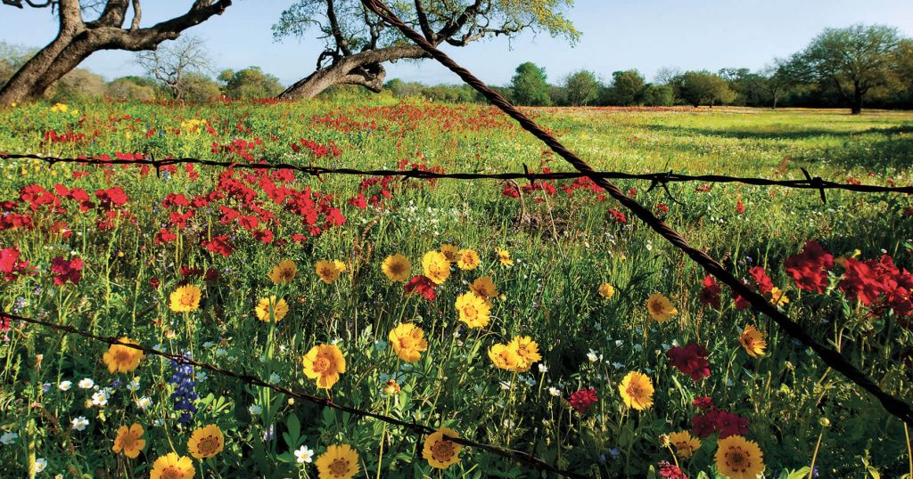The Wildflower Capital of Texas’ Fight to Revive Its Blooms