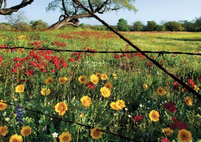 The Wildflower Capital of Texas’ Fight to Revive Its Blooms