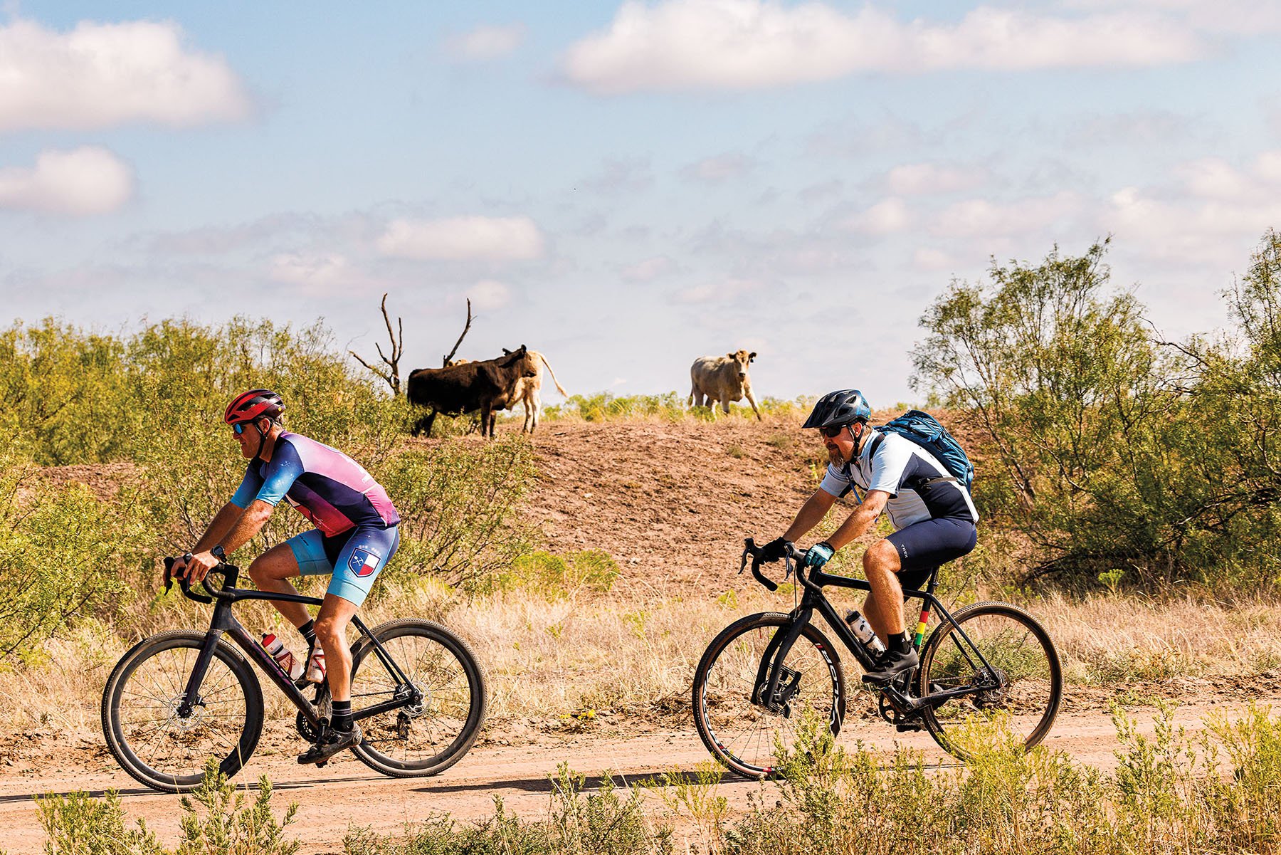Two people ride bicycles on a dirt path in front of two cattle