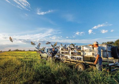 Inside Texas’ Competitive Pigeon Races