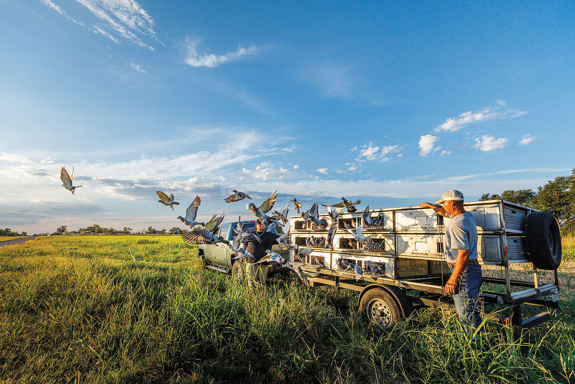 A man stands next to a truck where numerous pigeons are released into a grassy field