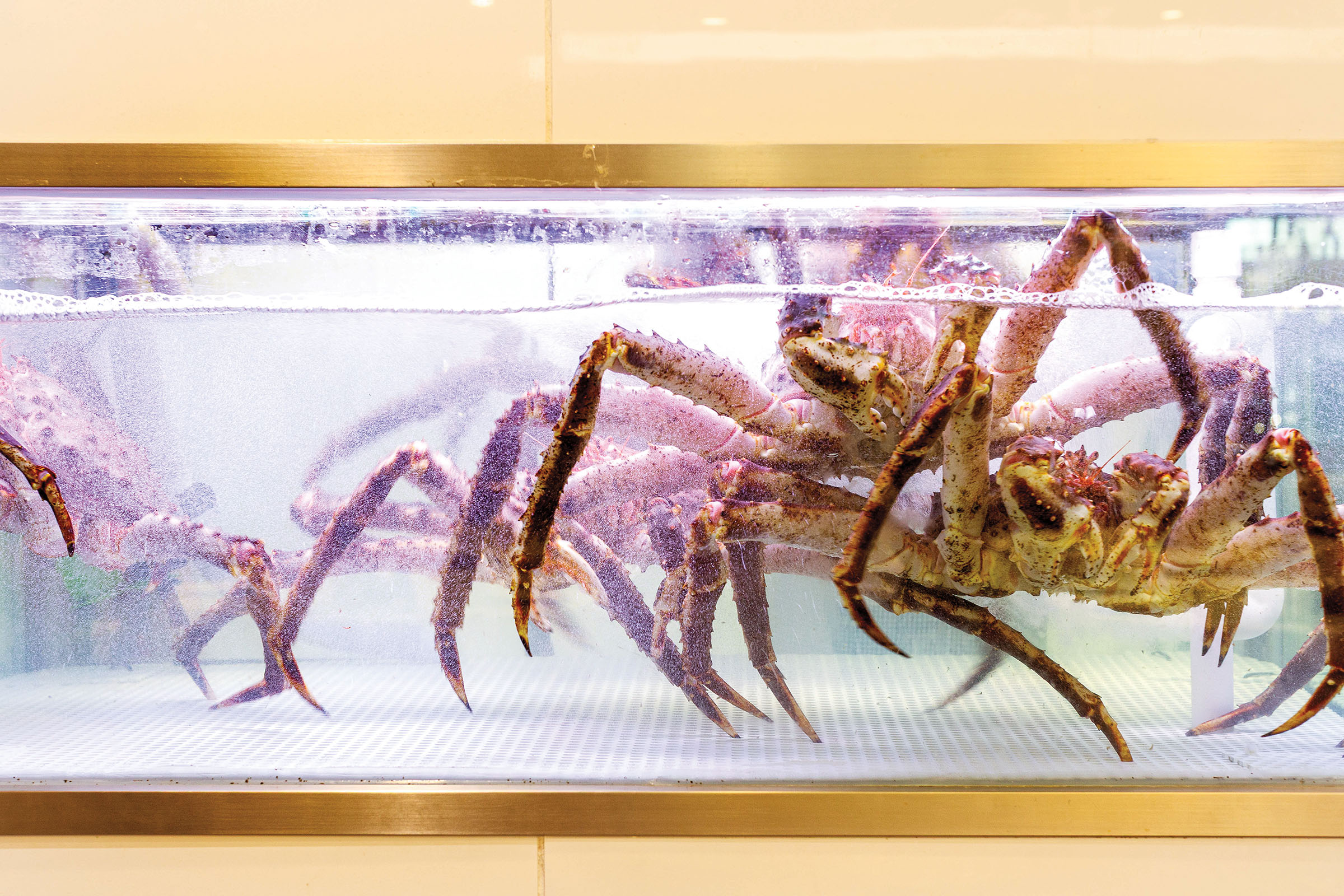A large lobster swims in a light-blue watered tank in front of a yellow wall