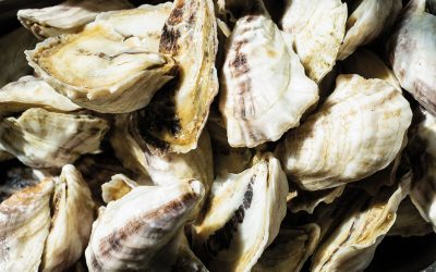 White, gray and yellow oyster shells