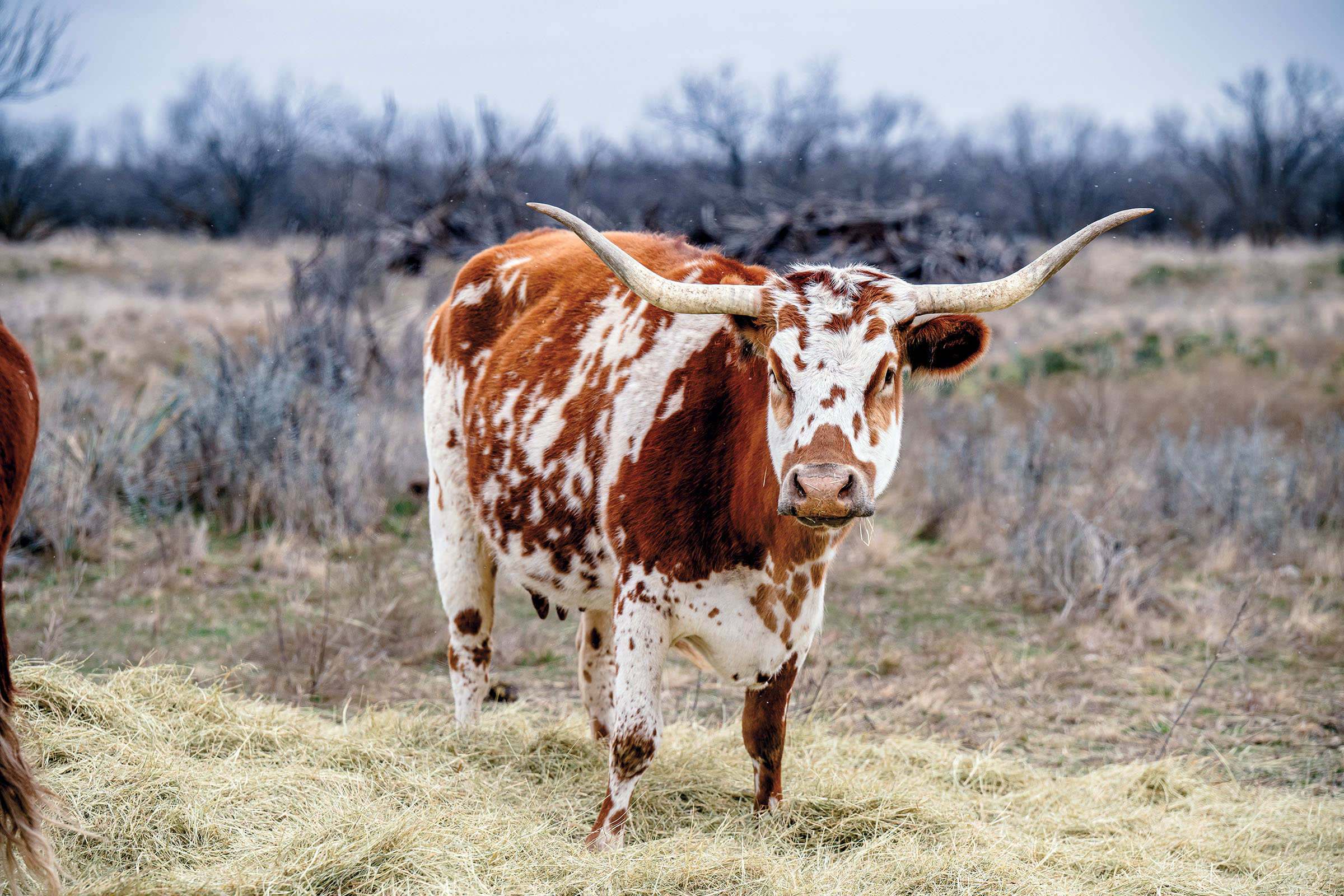 A brown and white spotted longhorn cow with large tan horns in a pasture