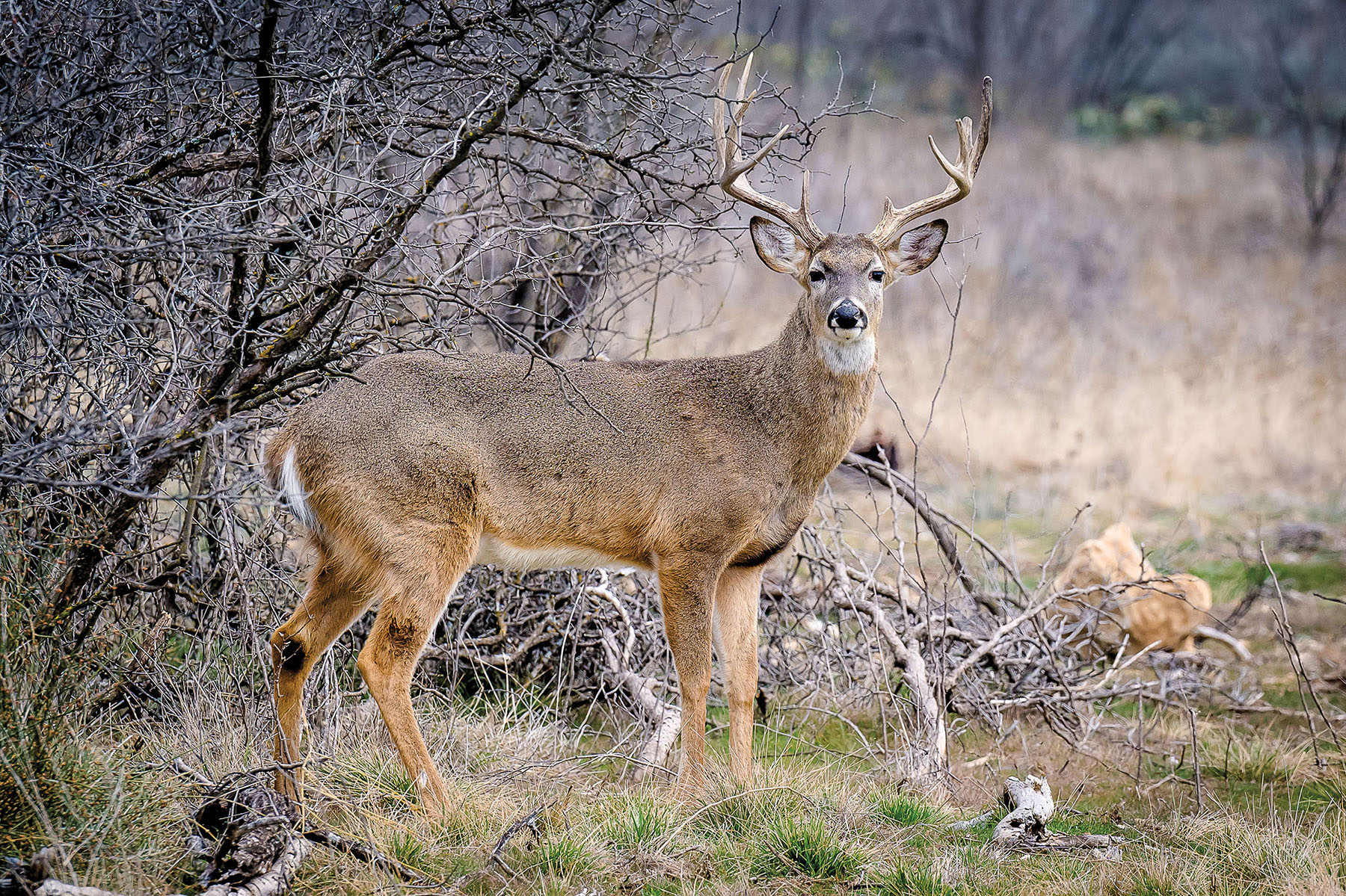 A brown and gray deer stands in a wooden grassy landscape