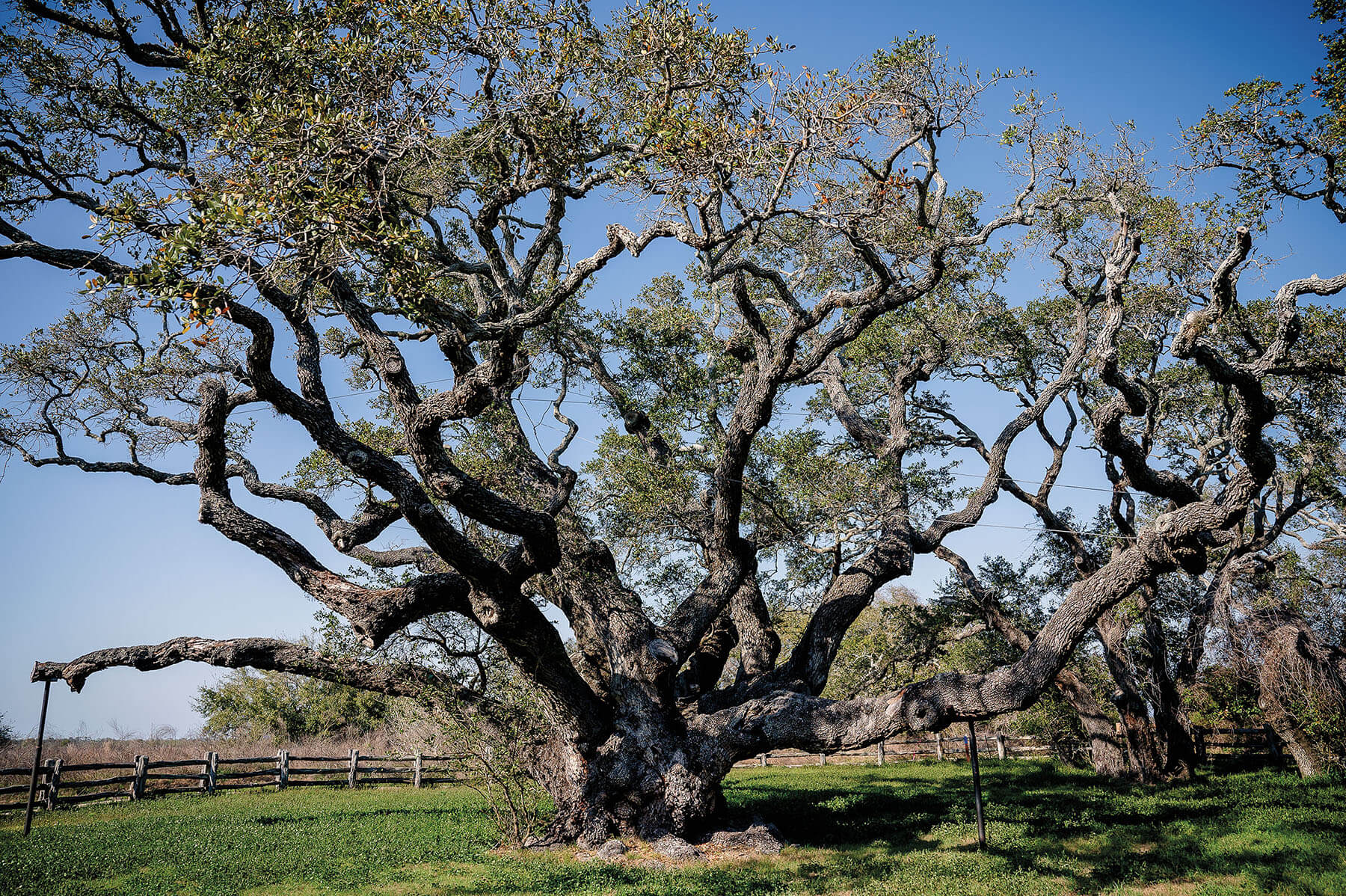 A large oak tree with numerous wide branches in front of blue sky