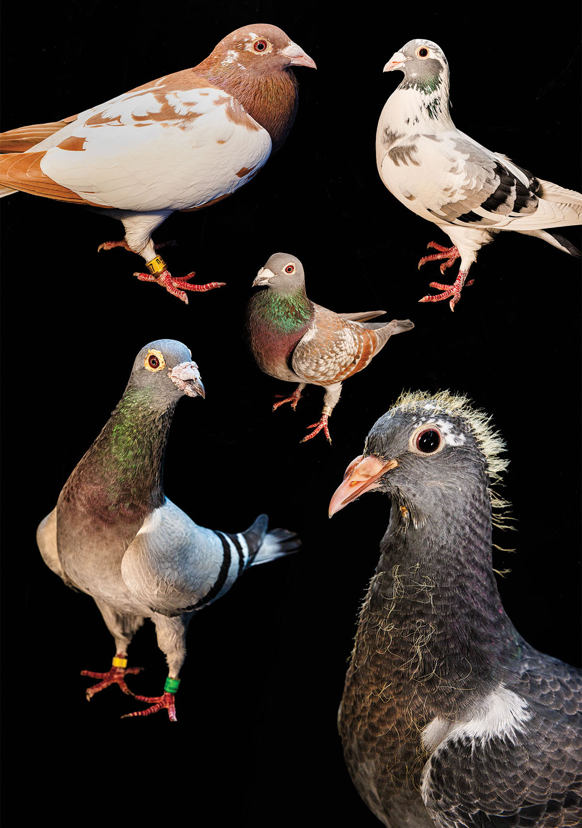 A composite image of several types of pigeons on a black background