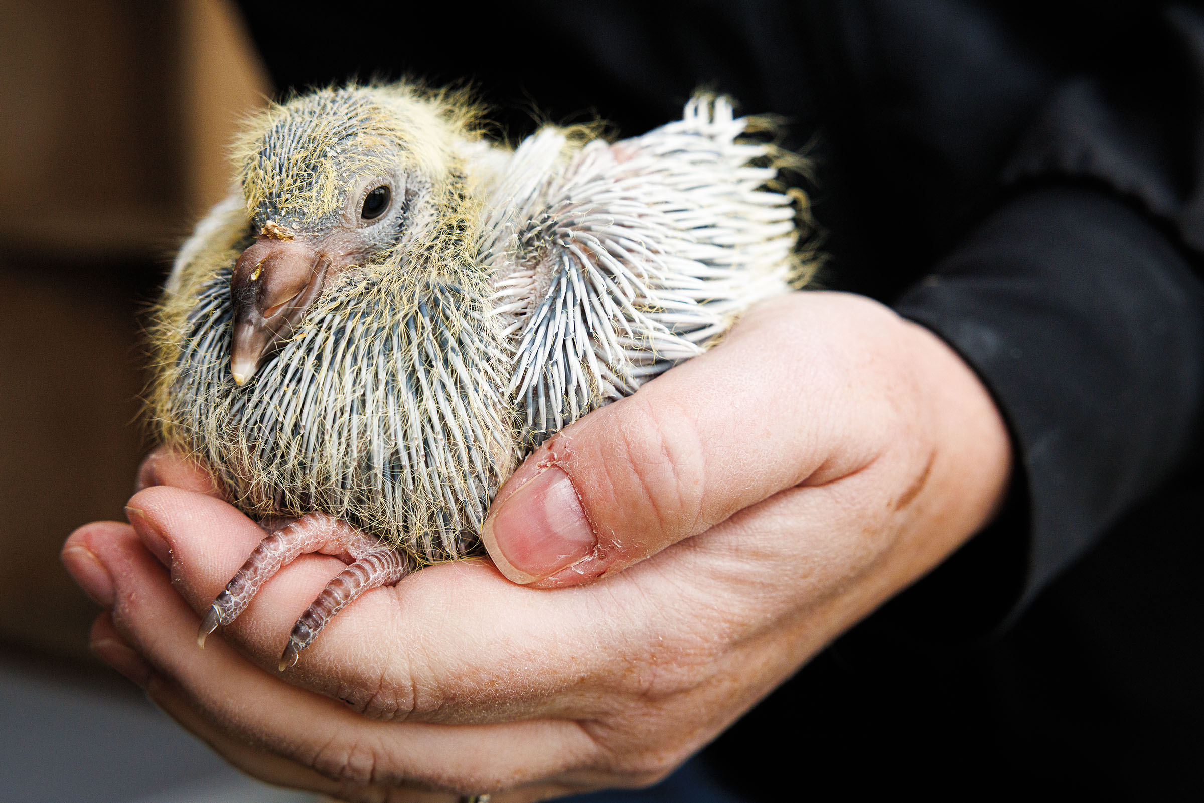 A person holds a pigeon with spiky feathers in their hands