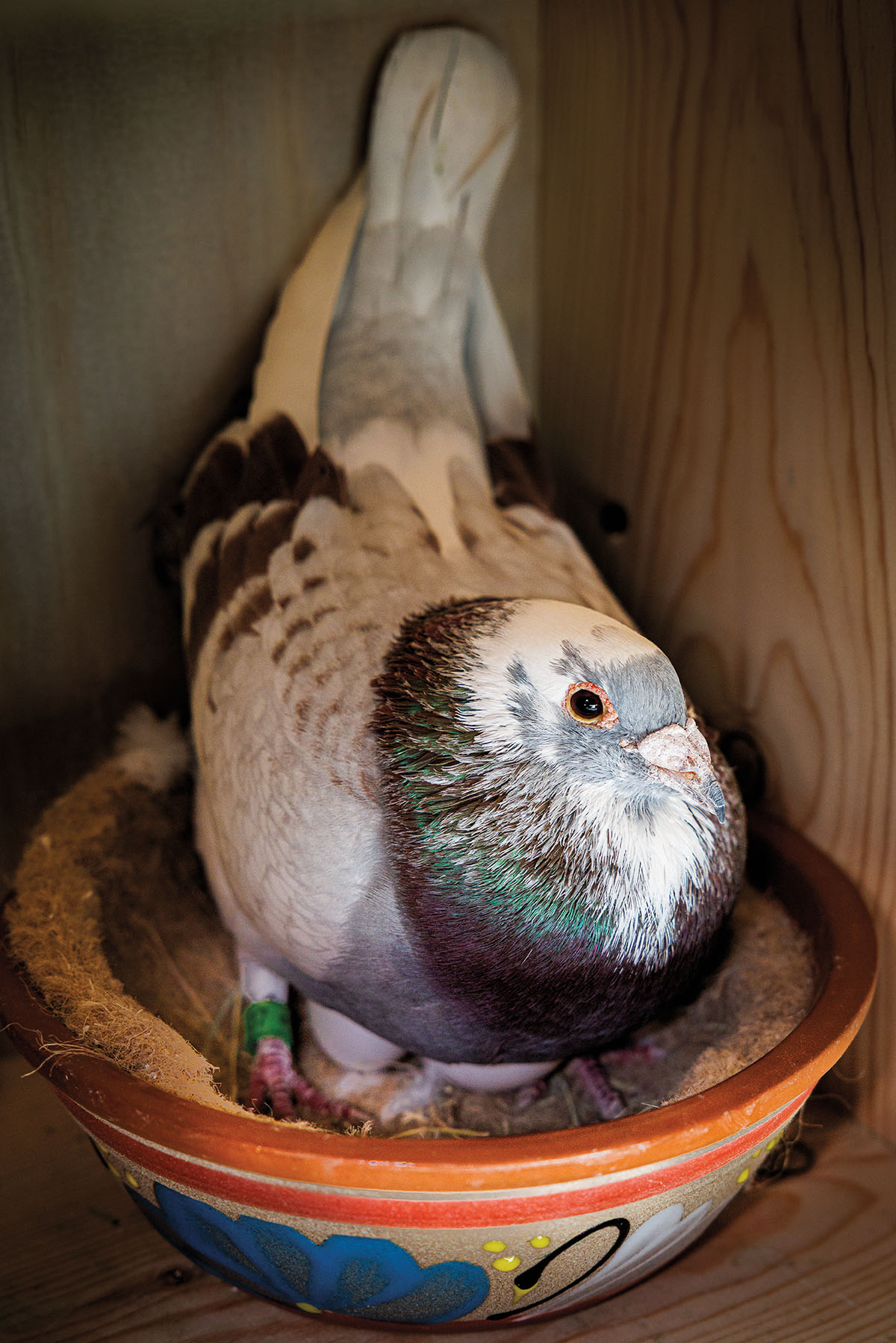 A white and gray pigeon sits in a small colorful nest inside of a nesting box
