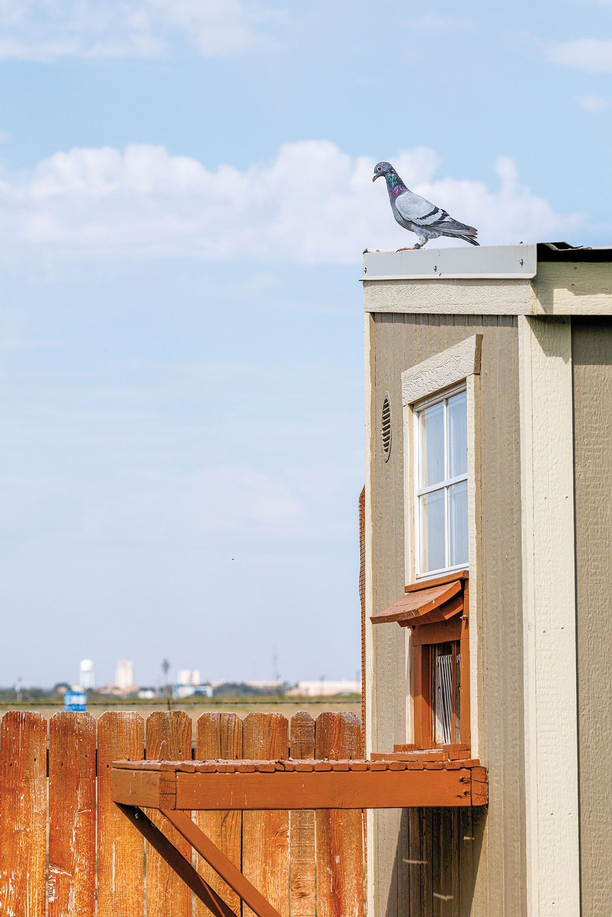 A bird sits atop a small tan house-like structure under blue sky