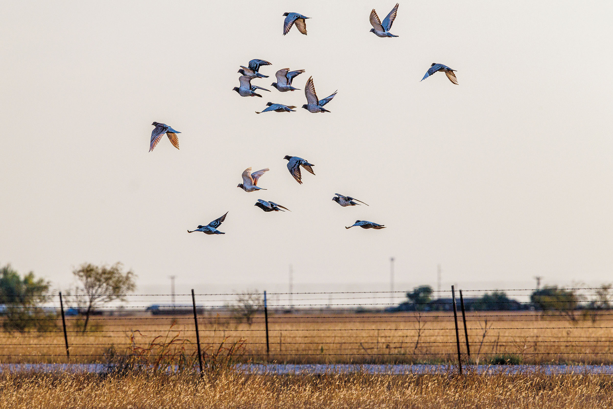 A group of pigeons fly thorough the air in dim light over a wide field