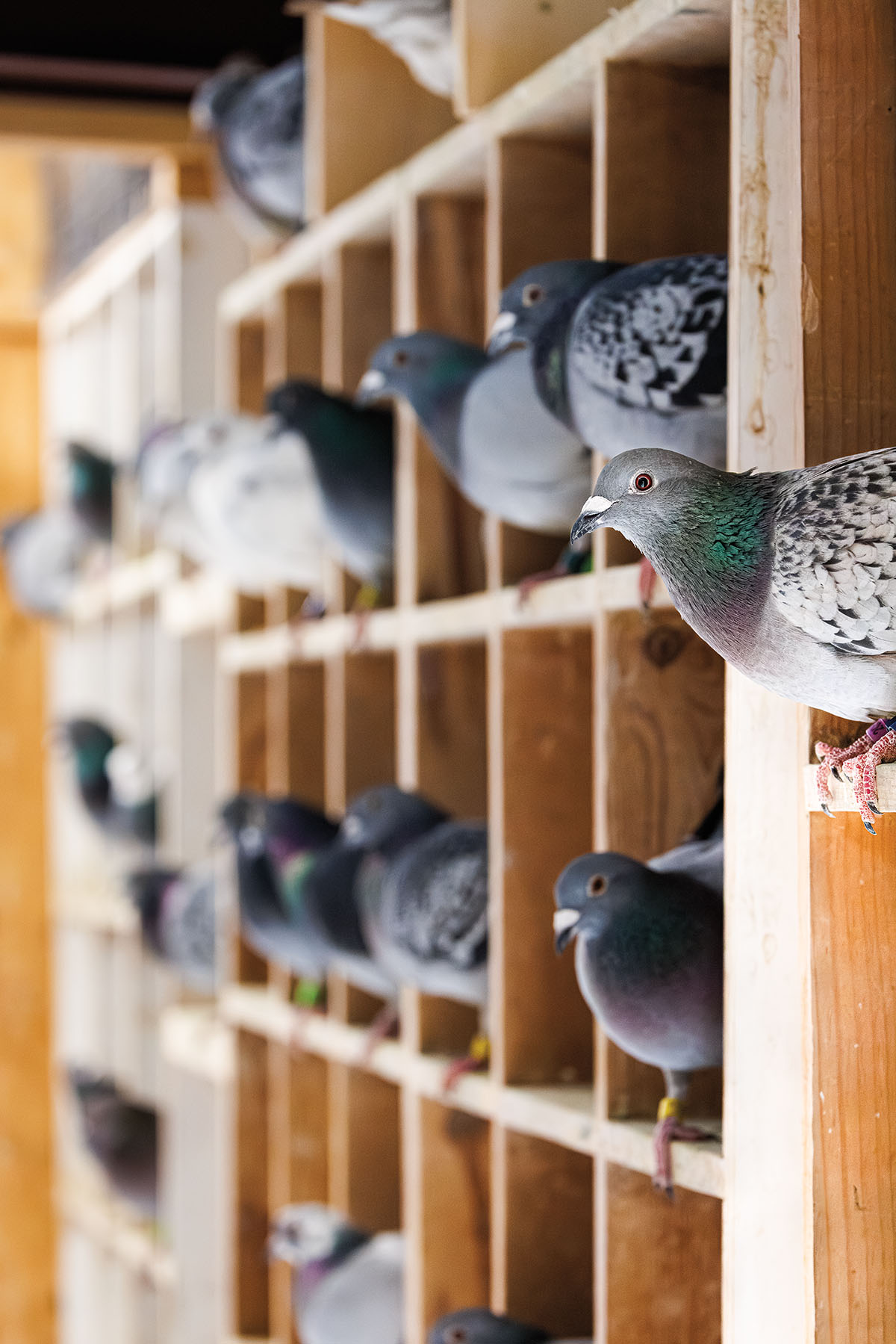 A bird leans forward from a wooden nesting box. The other nesting boxes also contain pigeons