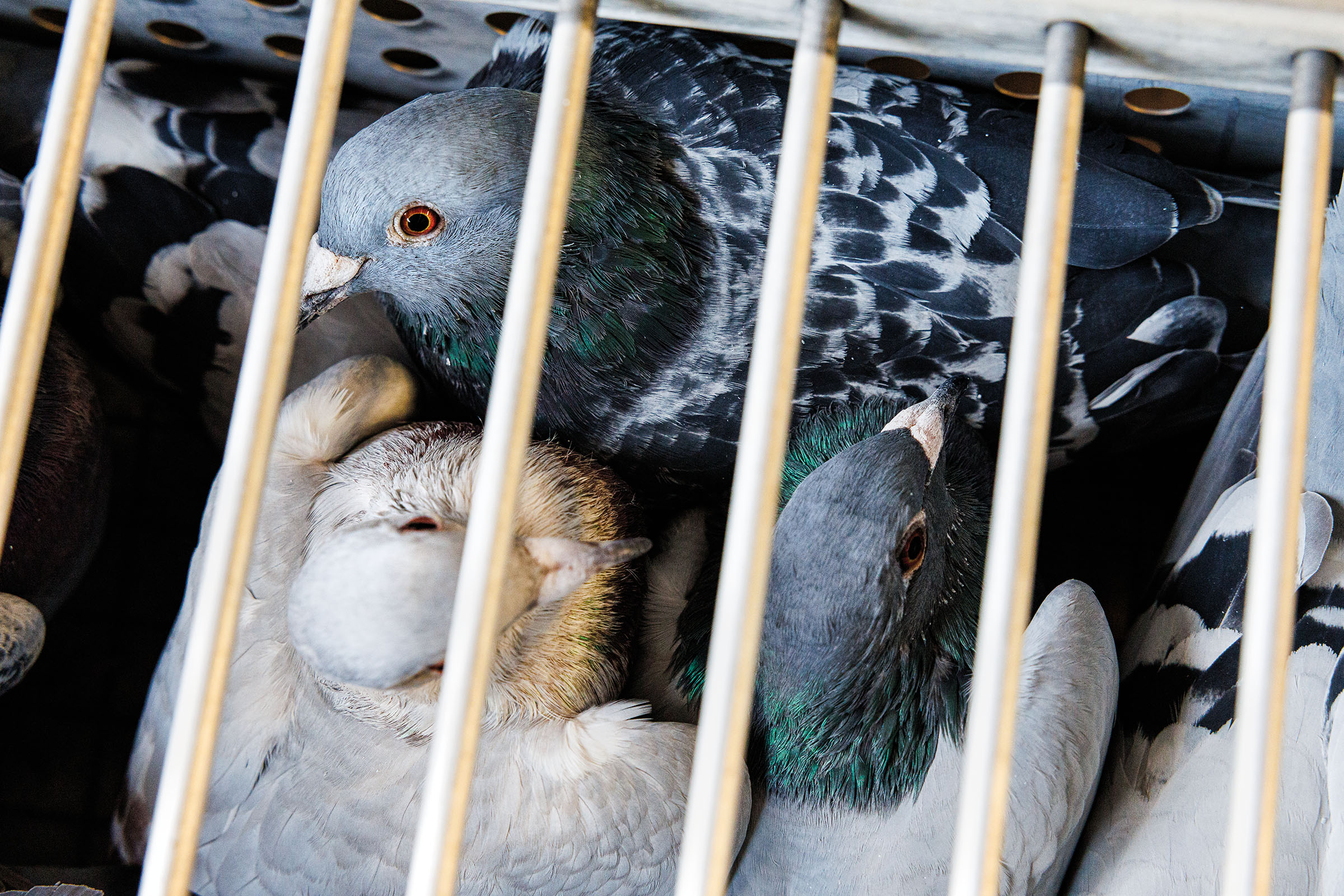An overhead view of several gray and white pigeons in a small crate