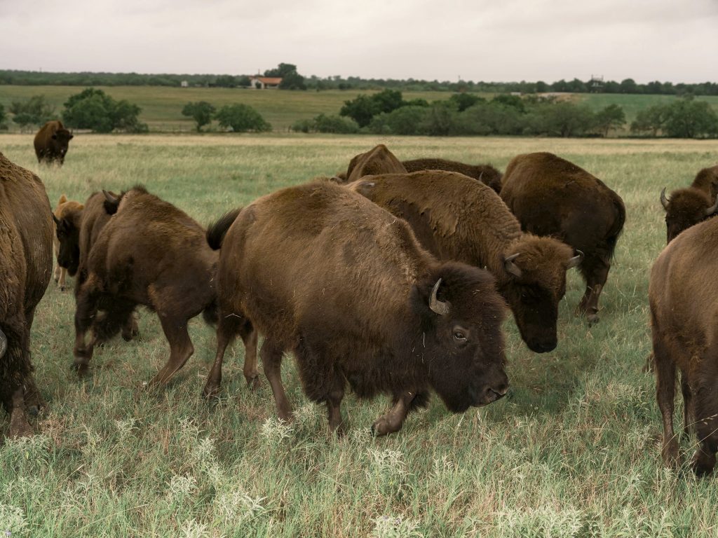 The Indigenous Group Bringing Buffalo Back to the Southern Plains