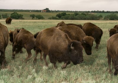 The Indigenous Group Bringing Buffalo Back to the Southern Plains