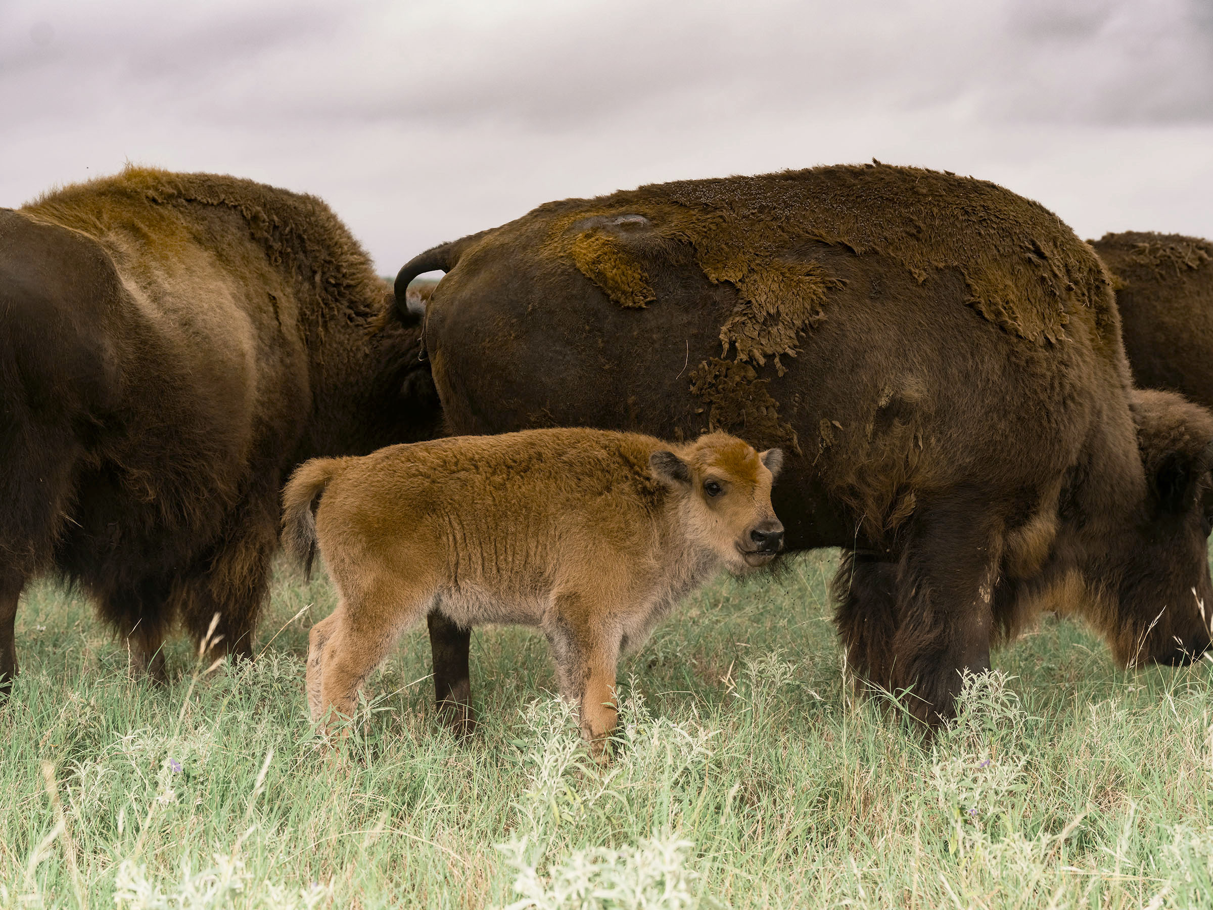 A light brown baby buffalo looks at the camera surrounded by darker, adult buffalo.