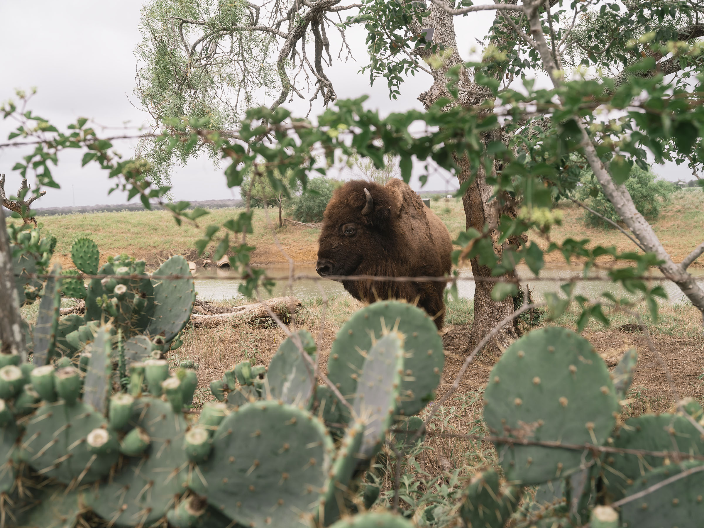 A buffalo stands under a tree in a field, framed by prickly pear cactus and a barbed wire fence