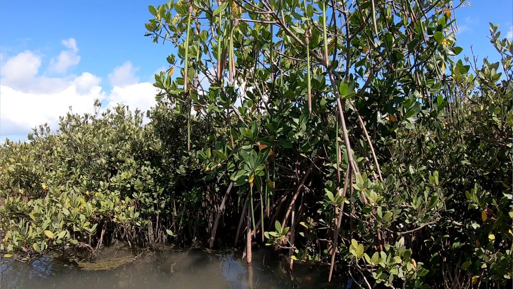 What the Resurgence of Red Mangrove Seeds Could Mean for the Texas Coast