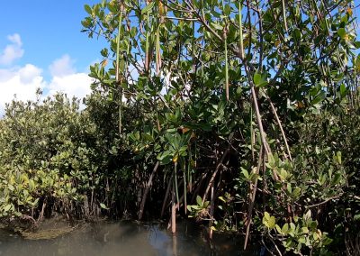 What the Resurgence of Red Mangrove Seeds Could Mean for the Texas Coast