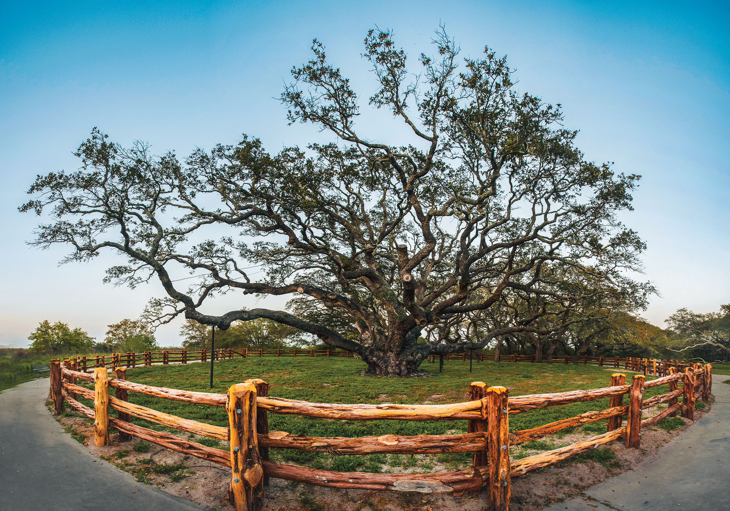 Oak tree at Goose Island State Park