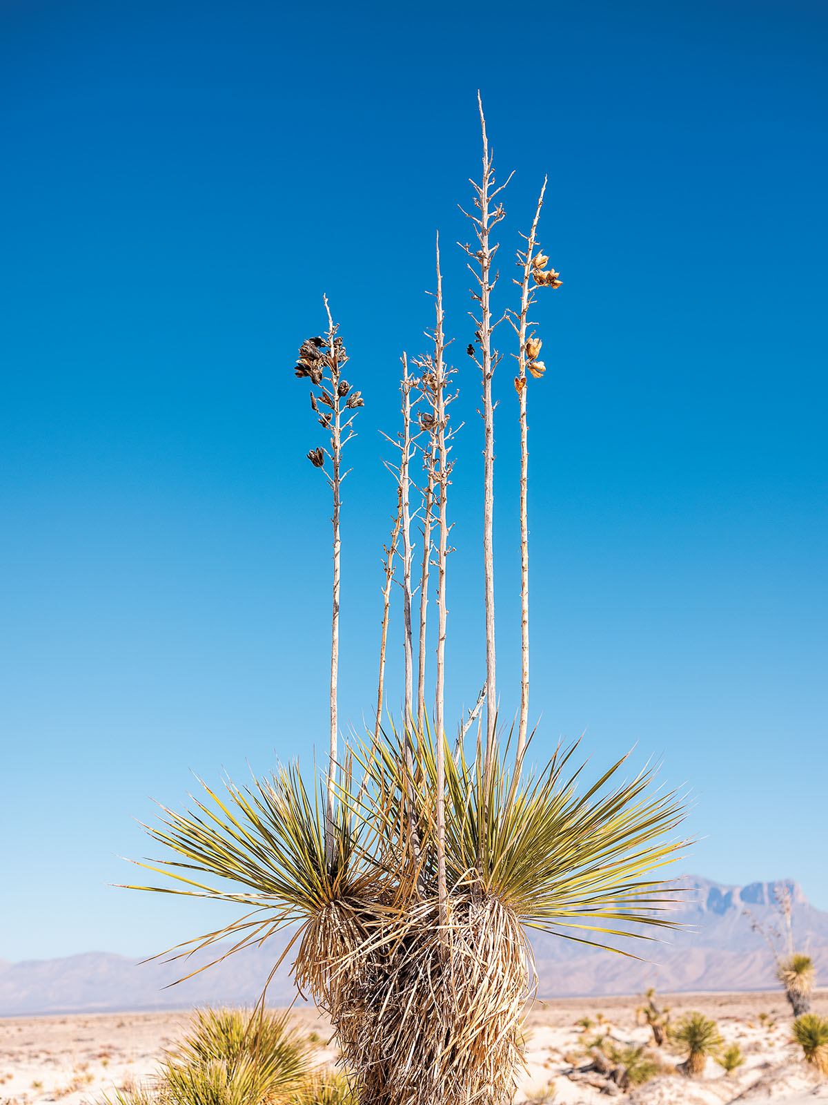 A scrubby bush with tall branches sticking straight up like antennae is centered. Behind it is a faint purple mountain range and a sky with a gradient from deep to light blue.