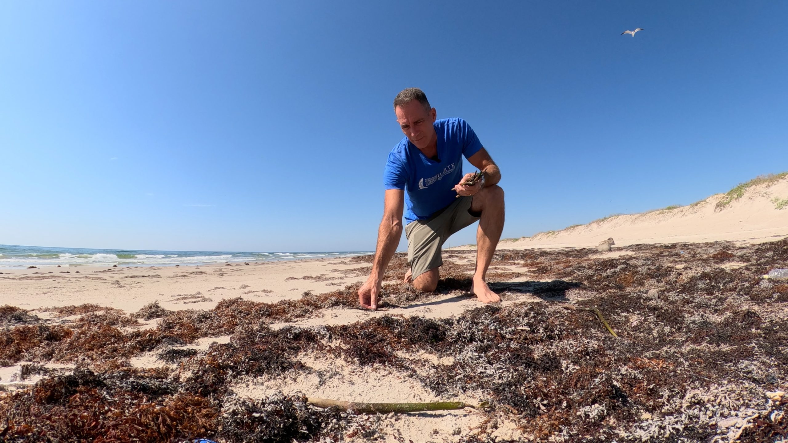 A person in a blue shirt kneels on a sandy beige beach covered in brown algae in front of a bright blue sky