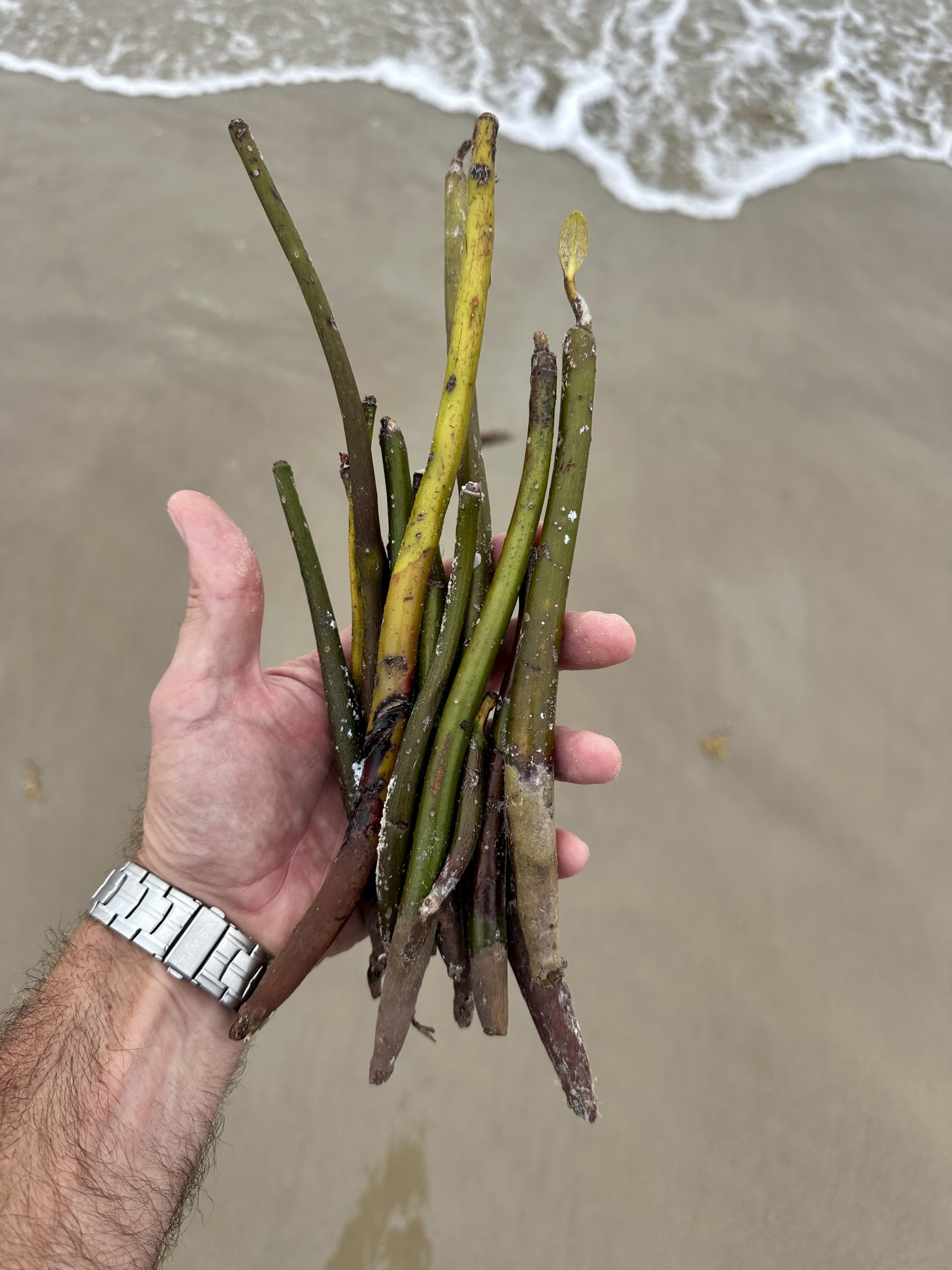 A hand with a silver watch holds long dark green seeds above a beige sandy beach