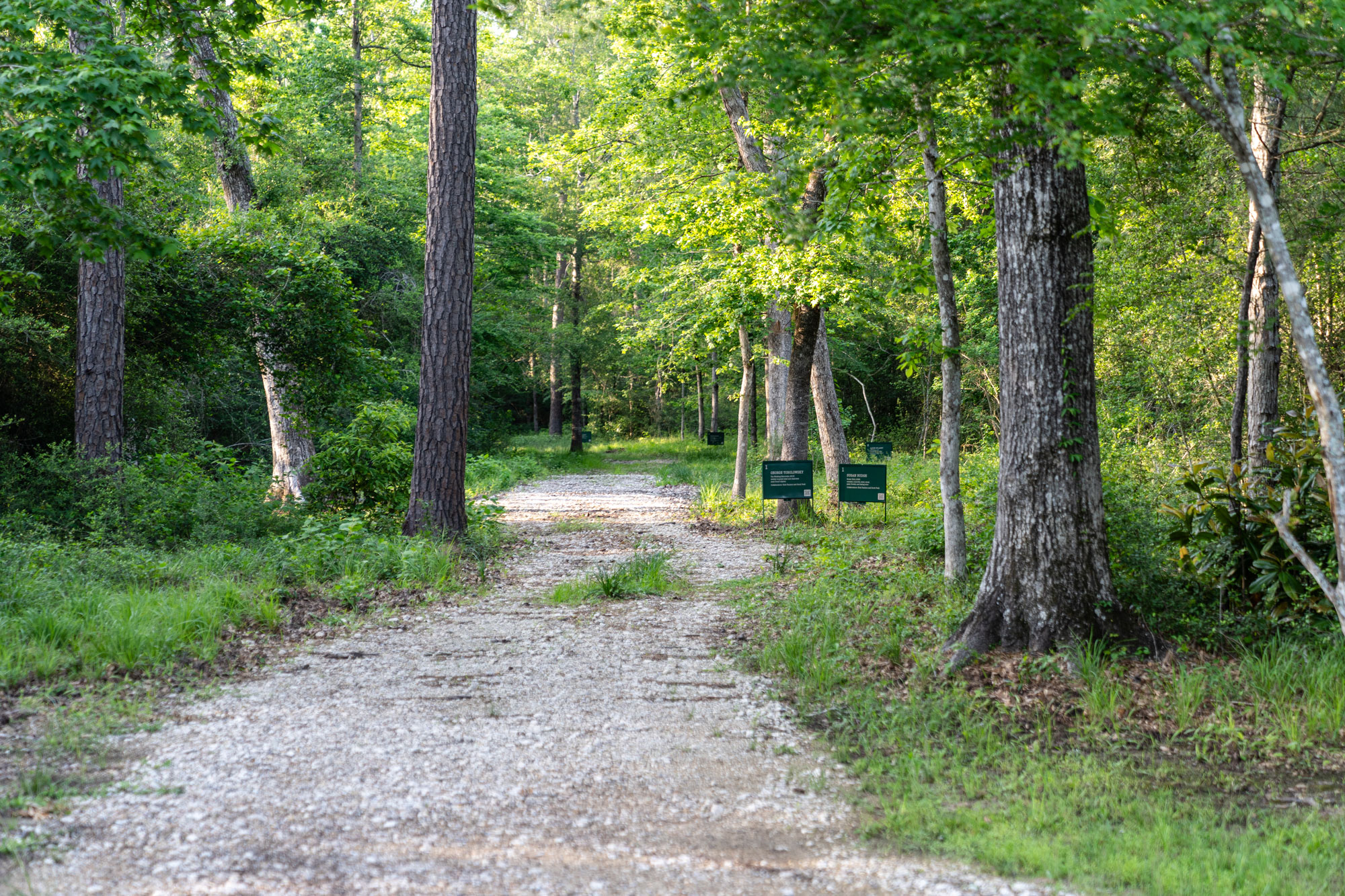 A path cuts through a lush green forest