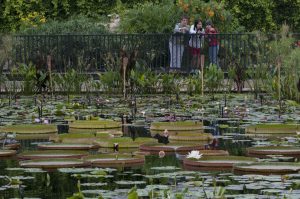 People overlook the pools of the International Waterlily Collection and observe some of the massive Victoria water lilies.