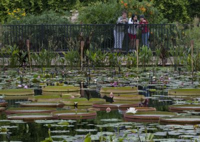 How San Angelo Became an International Water Lily Destination