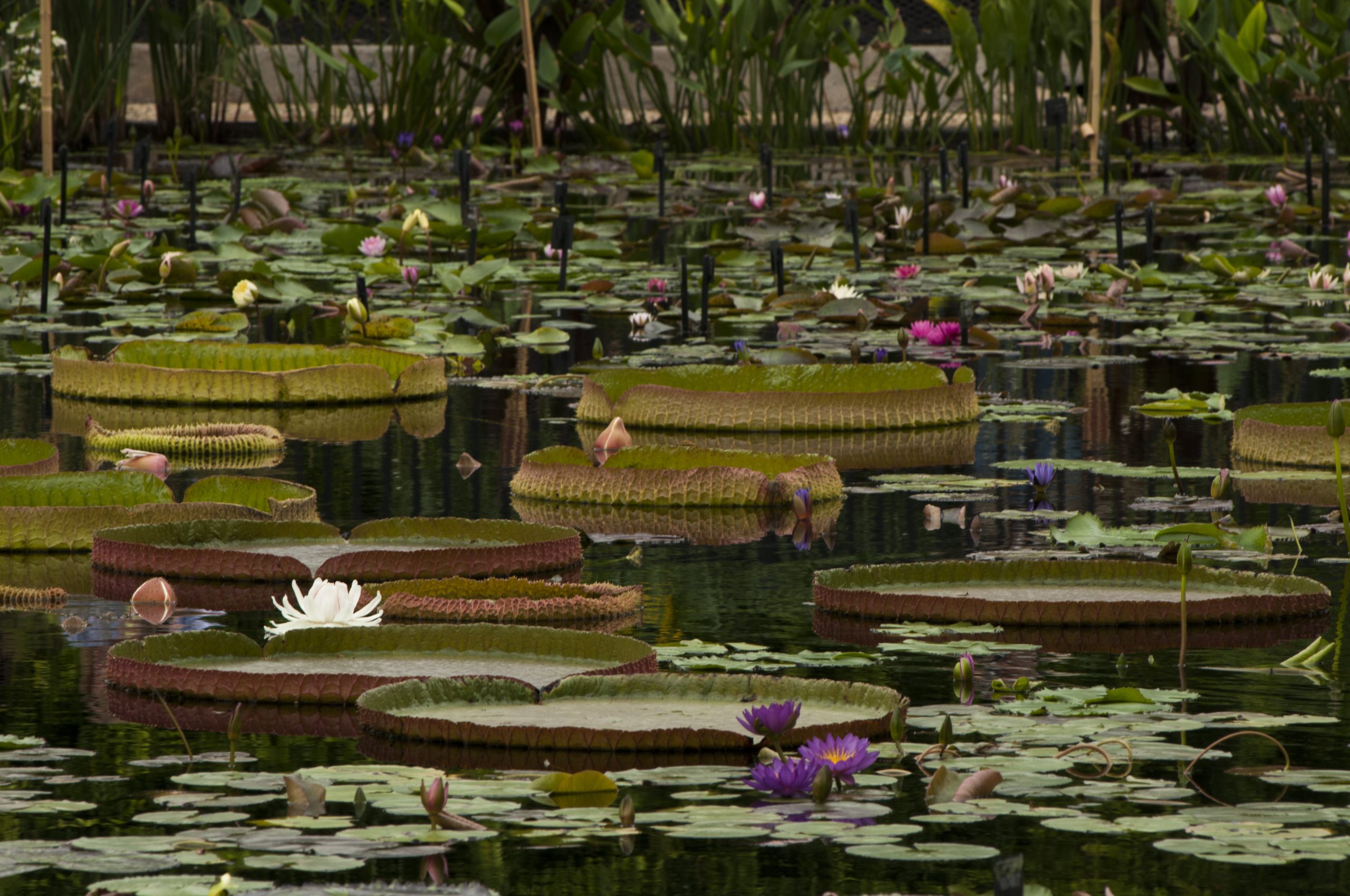 Giant lily pads float in the pool of the International Waterlily Collection in San Angelo.