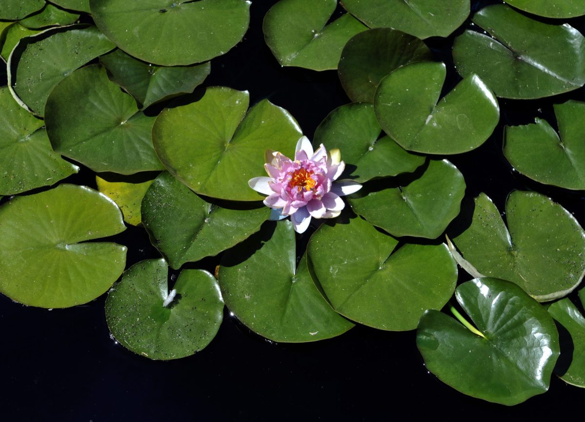 A pink lily blooms in the center of several lily pads