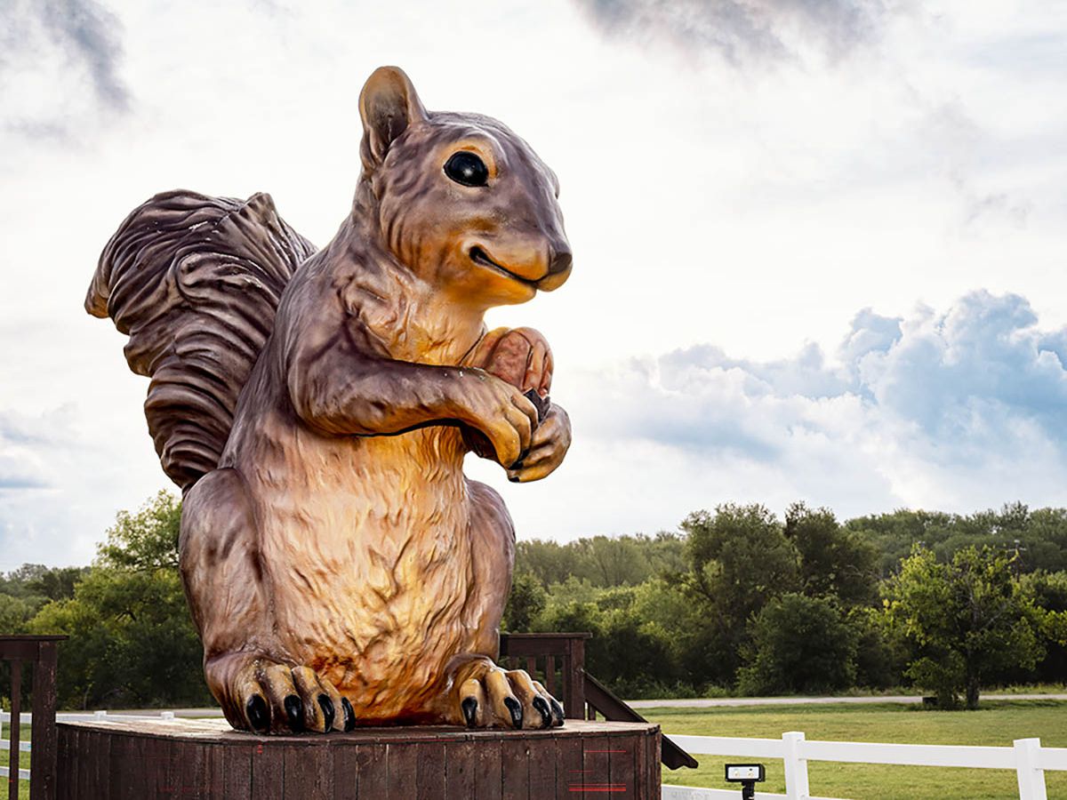 Roadside Oddity: Ms. Pearl the Squirrel in Cedar Creek