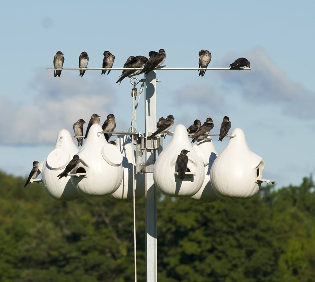 The Purple Martin Is Texas’ Latest Aerial Obsession