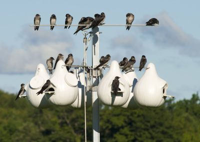 The Purple Martin Is Texas’ Latest Aerial Obsession