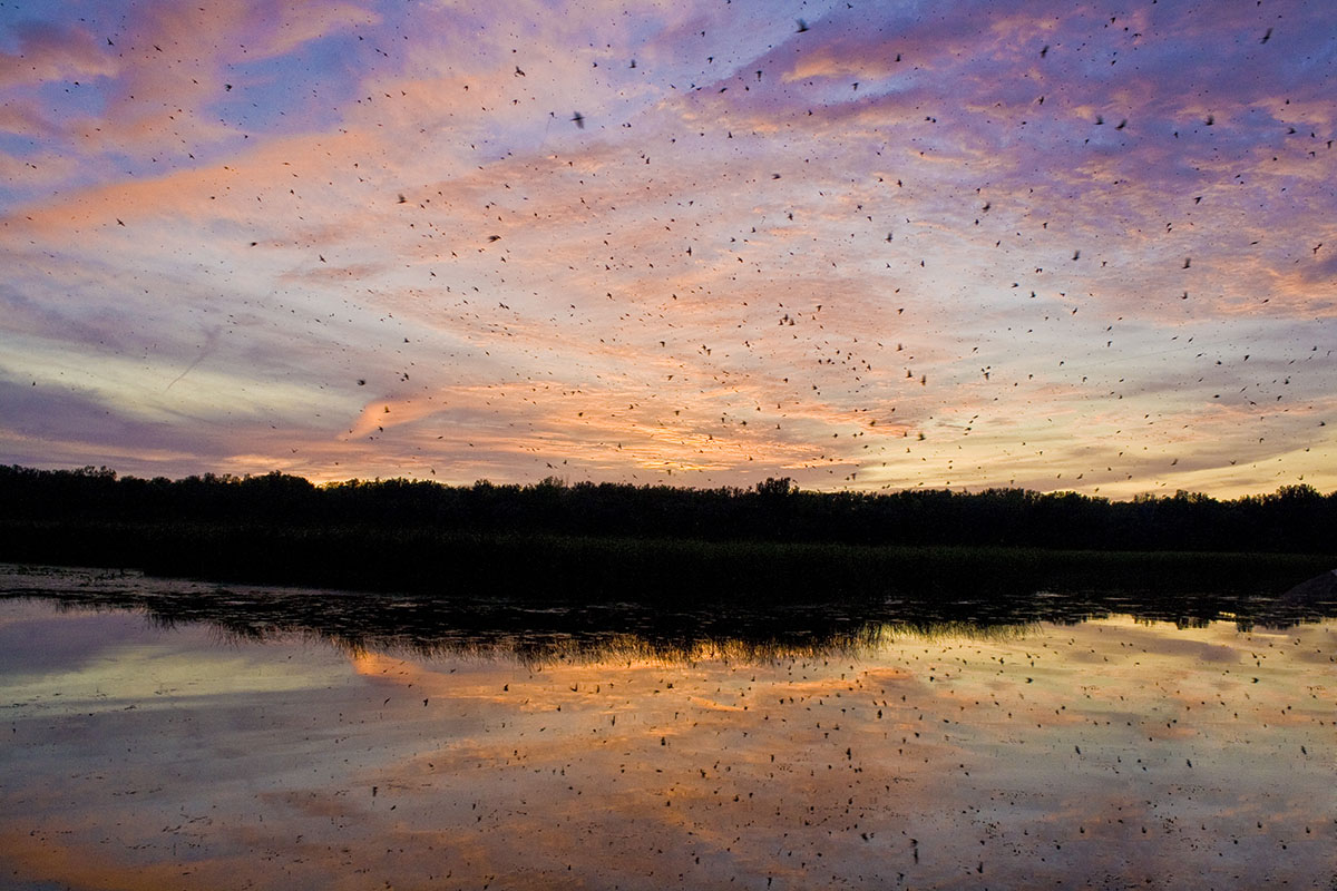 A lake reflects a purple and orange sunset that is dotted with little black birds
