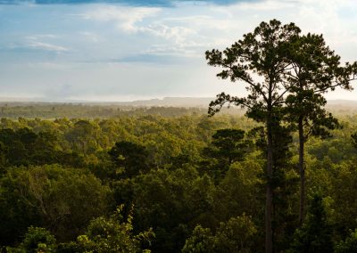 The Hidden Wonders of Texas’ National Forests