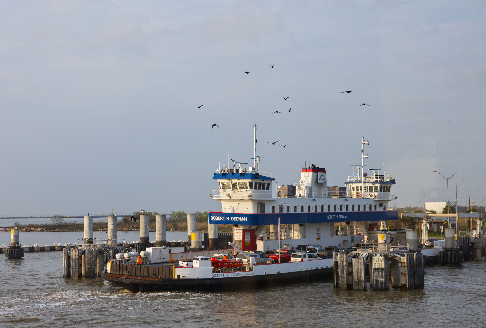 A red, white, and blue ferry on the water with birds flying above