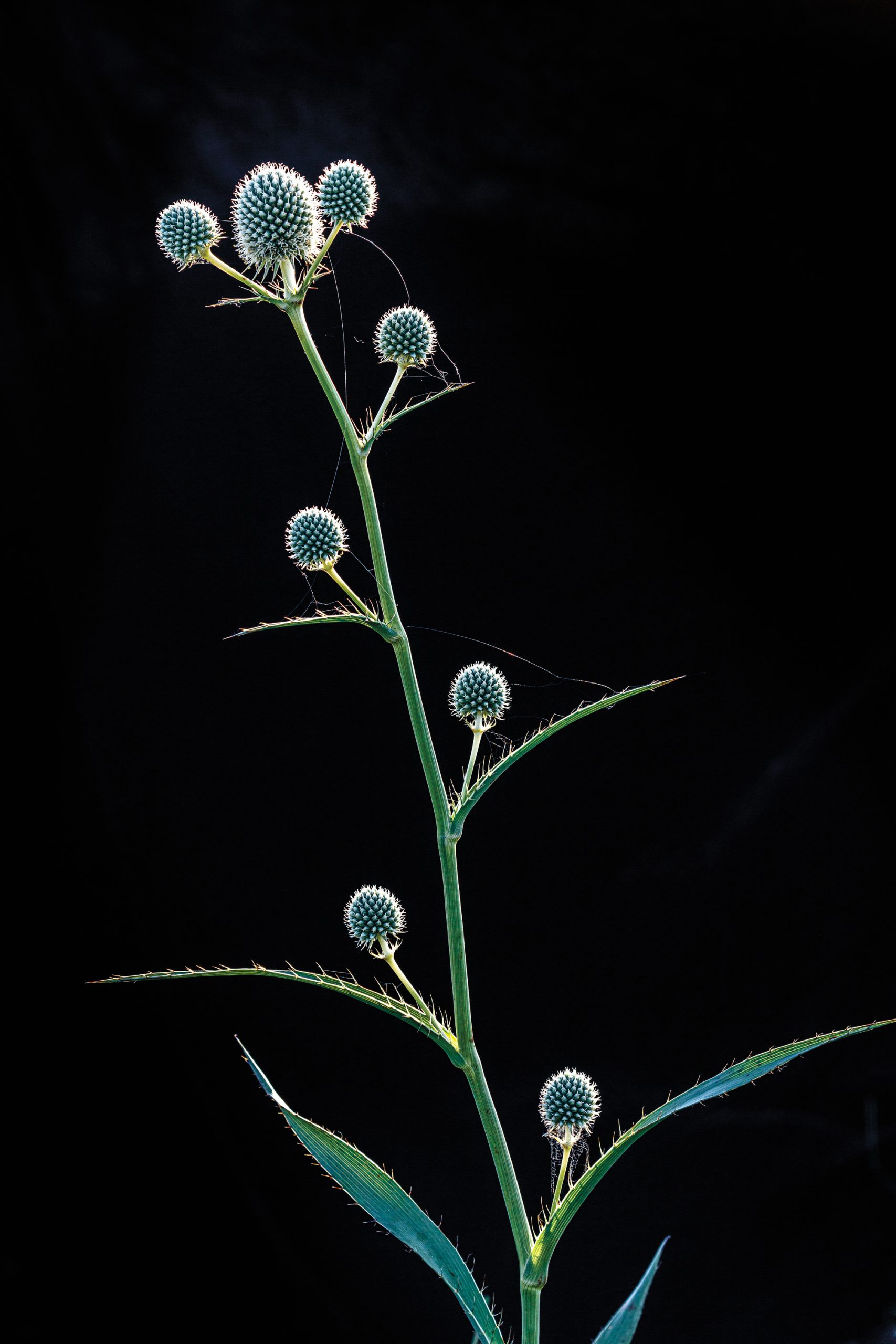 A close, detailed shot of a long, thin stem with several bulbous blue flowers
