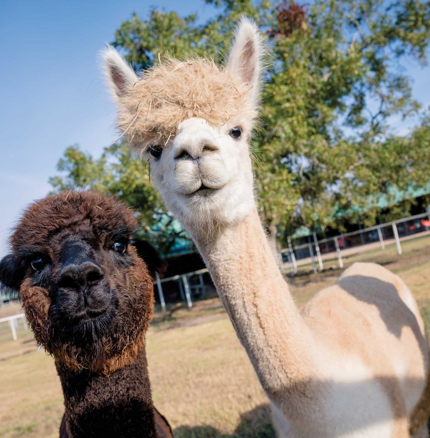 Two alpacas, one white and one brown