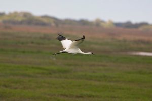 A white and black whooping crane flying with its wings spread far apart