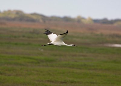 The Rare, Majestic Whooping Crane Returns to Its Winter Home