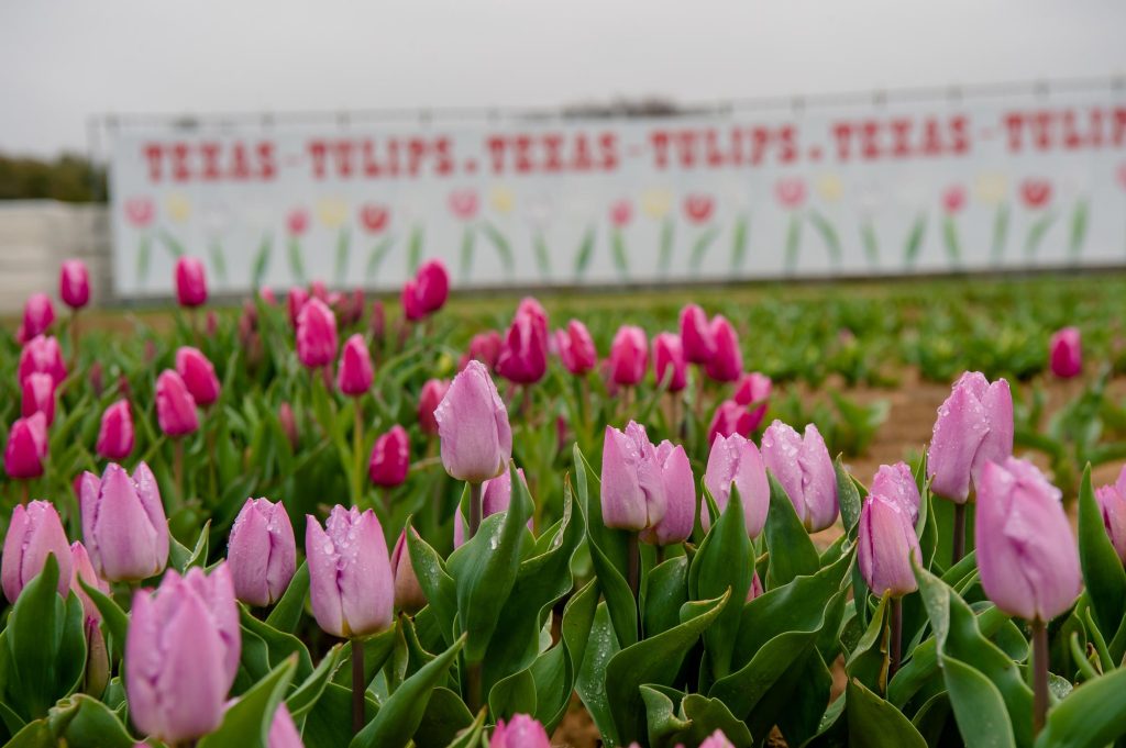 Dewdrops on light and dark pink tulips in front of an out-of-focus building that says Texas Tulips and has paintings of tulips on it